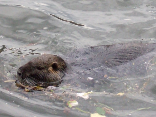 Otter in urban river
