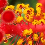 close up pollen on hibiscus stamen