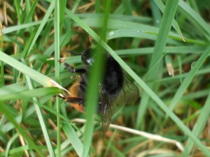Orange Tailed bumblebee